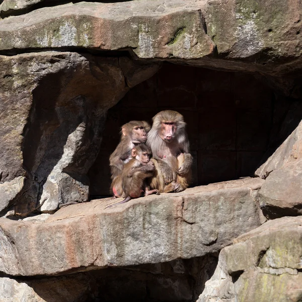 Monkey family in zoo — Stock Photo, Image