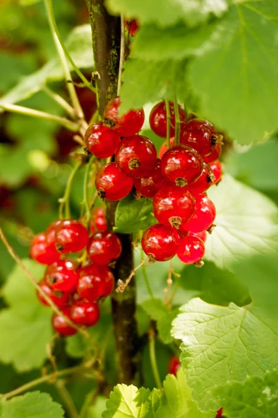 Red currant berries — Stock Photo, Image