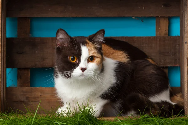 Güzel kedi yalan — Stok fotoğraf