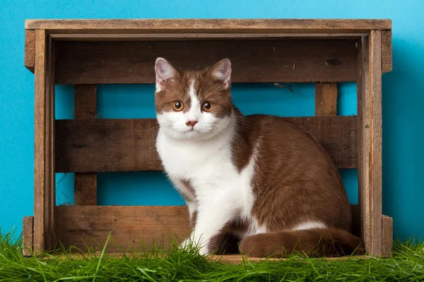 Beautiful Cat sitting — Stock Photo, Image