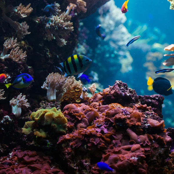 Peces tropicales en los arrecifes de coral —  Fotos de Stock