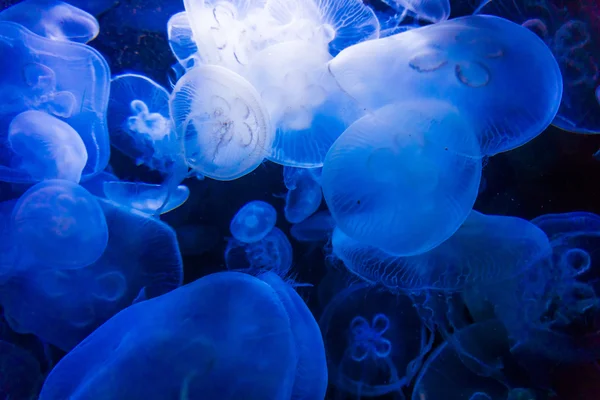 Medusas en agua azul — Foto de Stock