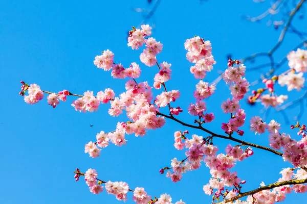 Rózsaszín virágok virágzó — Stock Fotó