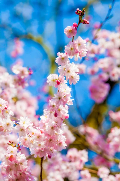 Flores rosa florescendo — Fotografia de Stock