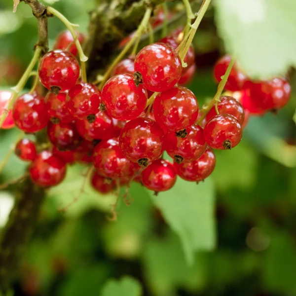 Red currants in the garden — Stock Photo, Image