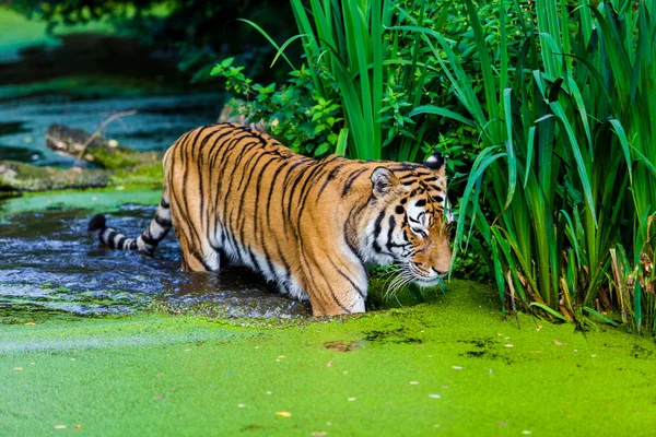 Wilde tijger in water — Stockfoto