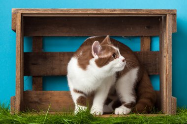 Güzel kedi uzakta seyir