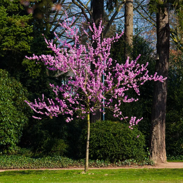 Άνθη Sakura ανθίζουν — Φωτογραφία Αρχείου