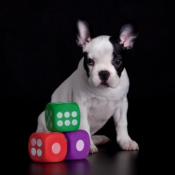 French Bulldog and cubes — Stock Photo, Image