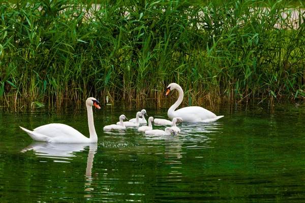 Swans with chicks on lake — Stock Photo, Image