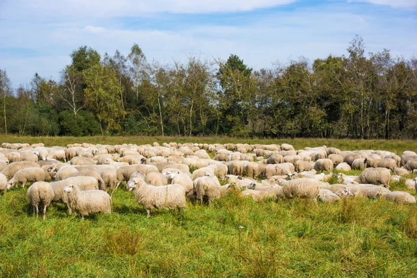 A fehér juh állomány — Stock Fotó