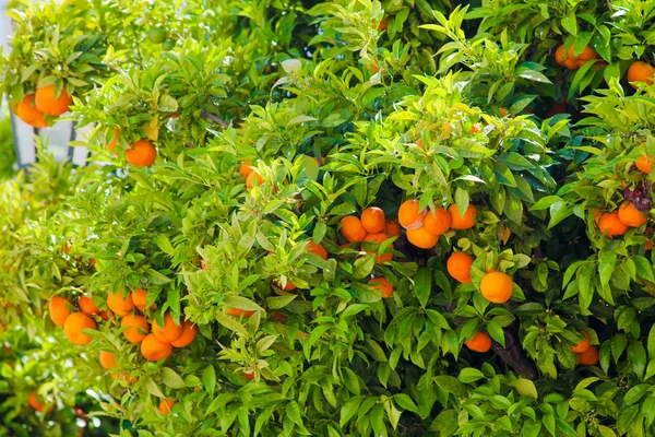 Zweige von Orangenbäumen — Stockfoto