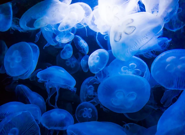 Medusas en agua azul — Foto de Stock