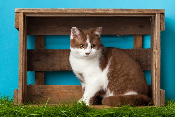 Hermoso gato sentado —  Fotos de Stock