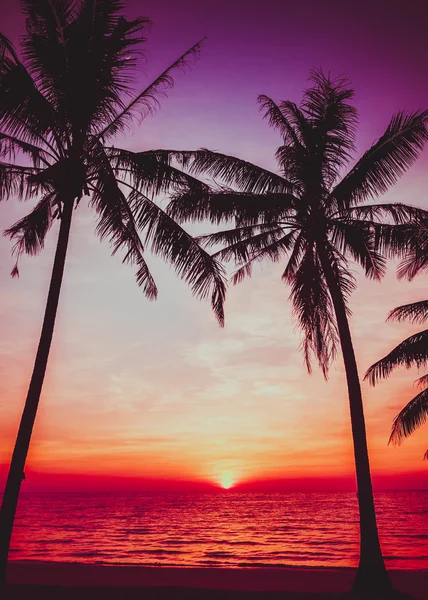 Palm trees silhouettes — Stock Photo, Image