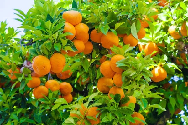 Orange tree branches — Stock Photo, Image
