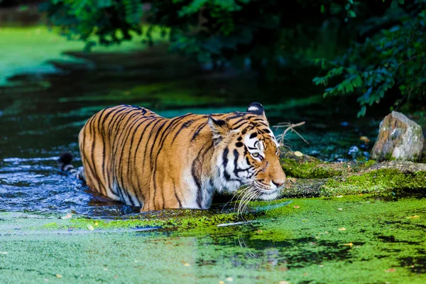 Дикий тигр в воде — стоковое фото