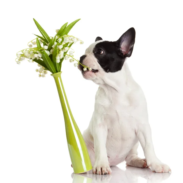 Puppy smelling flowers — Stock Photo, Image