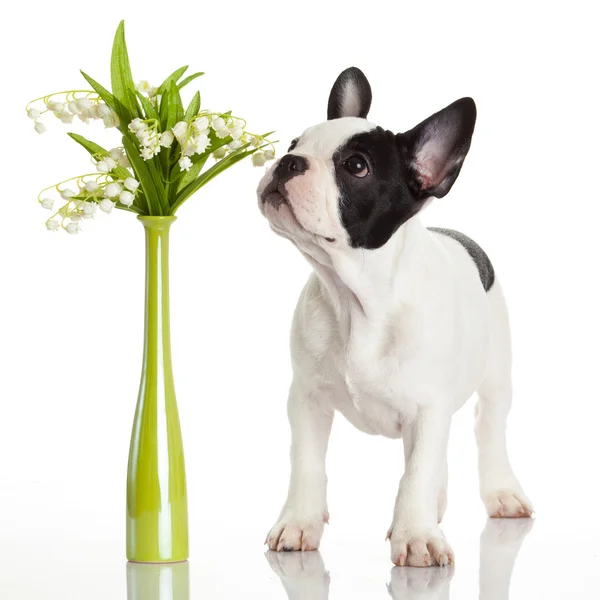 Cachorro oliendo flores —  Fotos de Stock