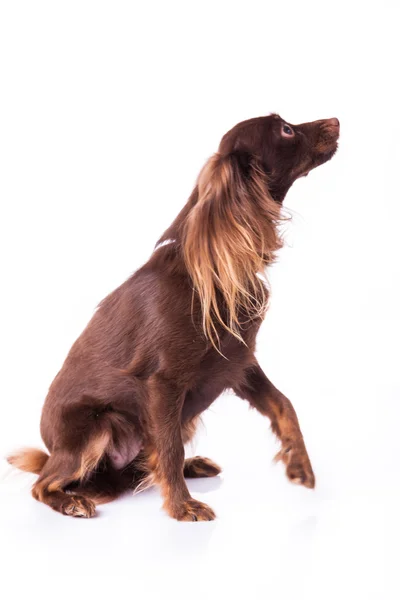 Kleiner Hund auf Weiß — Stockfoto