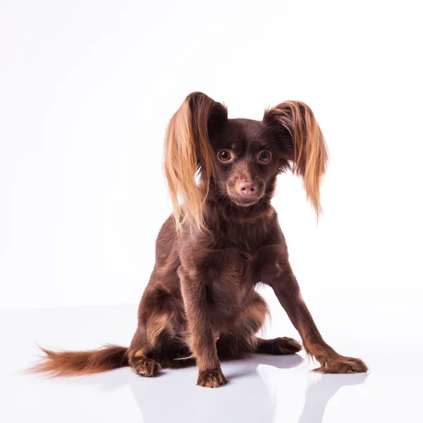 Little dog on white — Stock Photo, Image