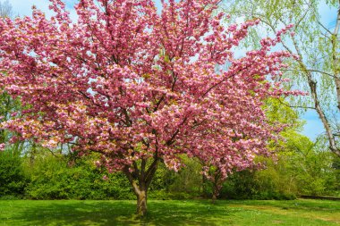 Canlı pembe çiçeklerle kaplı büyük bir kiraz ağacının çarpıcı geniş görüntüsü. Yürüme yolları olan yemyeşil bir halk parkında.
