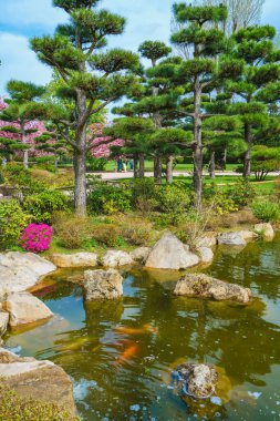 Geleneksel Japon peyzajının yer aldığı güzel bir zen bahçesi. Özenle şekillendirilmiş çam ağaçları, küçük bir su birikintisinin yanındaki süs taşları ve çiçek açan pembe çalılar.