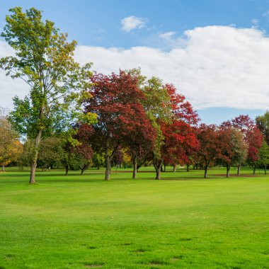 İyi korunan bir parkın ya da golf sahasının manzarası. Güneşli bir günde yemyeşil bir çayıra karşı Akçaağaç ve meşe ağaçlarının renkli yaprakları