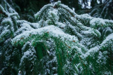 Yeşil ladin dalının yakın plan ayrıntıları. Kış ormanında ağır bir şekilde beyaz karla kaplanmış.