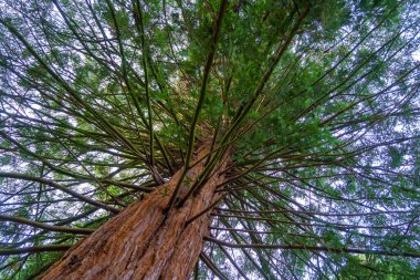 Solucan gözü gökyüzüne karşı yeşil dalları olan dev bir sekoya ağacının kırmızı gövdesi boyunca yukarı bakıyor.