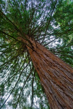 Solucan gözü gökyüzüne karşı yeşil dalları olan dev bir sekoya ağacının kırmızı gövdesi boyunca yukarı bakıyor.