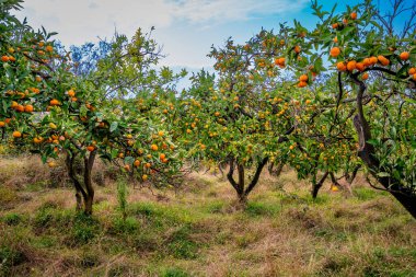 Gagra, Abhazya yakınlarındaki kırsal bölgede olgun portakal meyveleriyle dolu mandalina ağaçları içeren yemyeşil narenciye koruluğu.