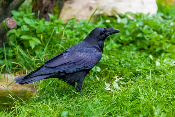 Fekete varjú, madár — Stock Fotó