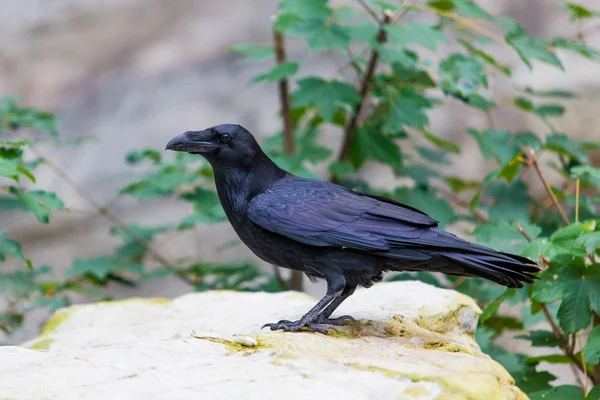 Schwarze Krähe, Vogel — Stockfoto