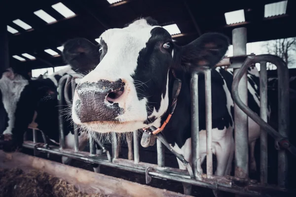 Αγελάδα σε ένα αγρόκτημα γαλακτοπαραγωγής — Φωτογραφία Αρχείου