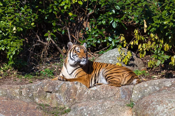 Tigre hermoso mintiendo — Foto de Stock