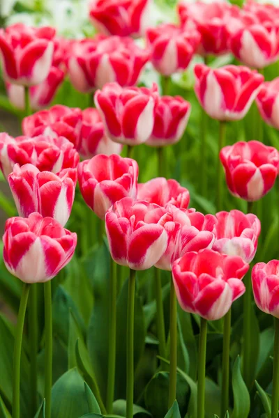 Vakre vårtulipaner – stockfoto