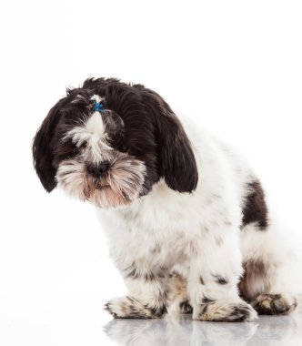 Shih tzu köpek