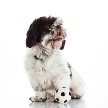 Shih tzu topu ile