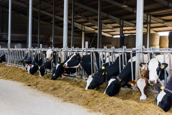 Vacas leiteiras em uma fazenda — Fotografia de Stock