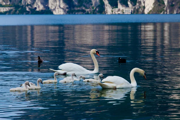 Swans with chicks on lake — Stock Photo, Image