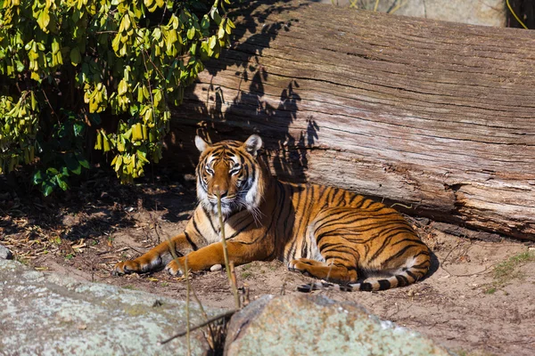 Tigre hermoso mintiendo — Foto de Stock