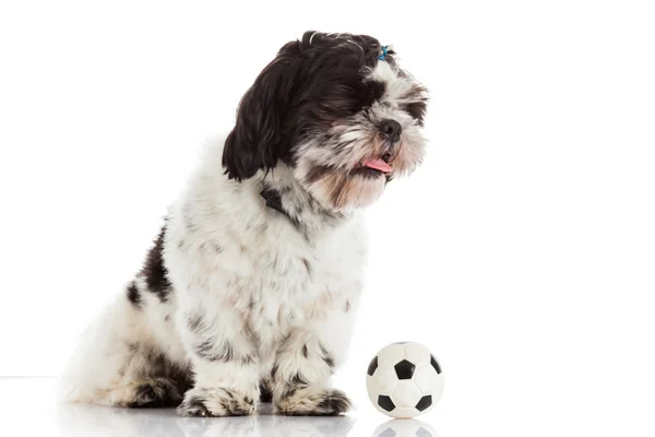 Shih tzu pallon kanssa — kuvapankkivalokuva