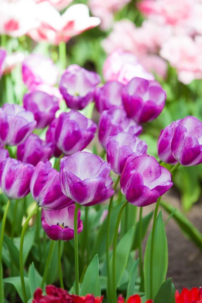 Яскрава весна тюльпани — стокове фото