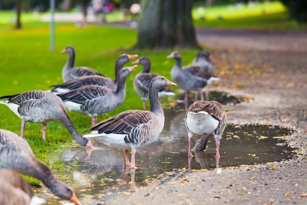 Geese on green lawn — Stock Photo, Image