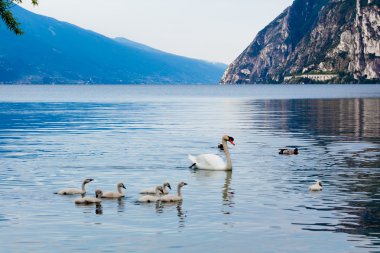 Kuğu Gölü üzerinde aile