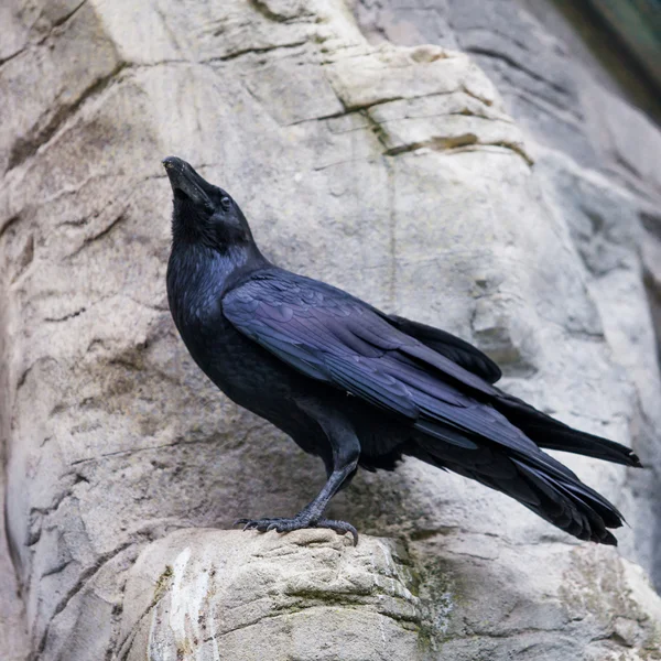 Siyah kuş, kuş, yakın çekim — Stok fotoğraf