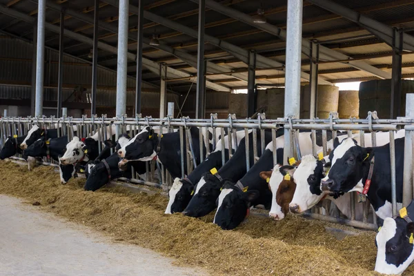 Vacas leiteiras em uma fazenda — Fotografia de Stock