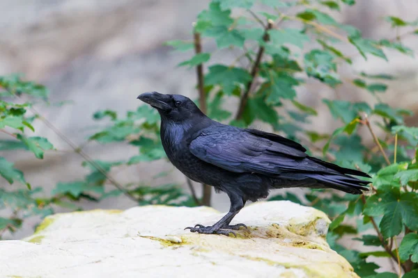 黑乌鸦鸟 — 图库照片