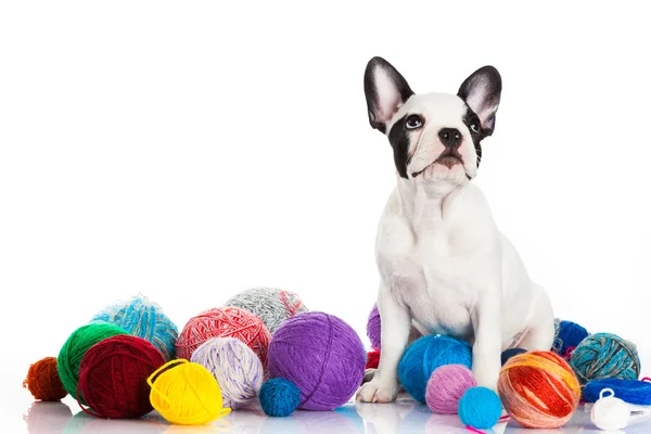 Französische Bulldogge Welpe auf weißem Hintergrund. — Stockfoto